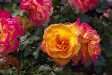 Flowerbed Roses Sahara in orange-yellow color. Exquisite selected varieties of roses