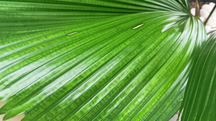 Obraz premium Saribus rotundifolius plant leaf pattern