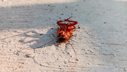 Dead cockroaches and ants