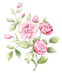 vector illustration of rose flowers with separate layers