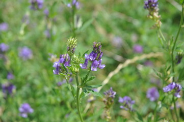 Blume, Lila, Wild, Wildblume, Grün, Blüte, Blümchen, Natur, Pflanze, Garten, Wiese