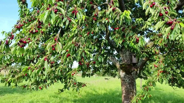 leckere reife rote Kirschen am Kirschbaum mit leicht im Wind wiegenden Bl&auml;ttern - Fr&uuml;chte, gesund, vitaminreich, Kirschernte, lecker, saftig, windig, Sommer, Garten, Nahaufnahme
