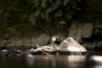 White throated dipper is sitting on the stone. Dipper patrol on the stream. Dark small bird with white breast who lives near water. 