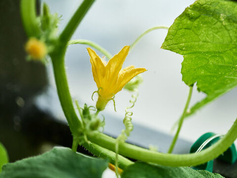 Male cucumber blossom growing on cucumber plant.