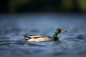 Obraz premium Mallard is relaxing on the pond. Wild duck on the surface during spring season. Ornithology in Europe. 