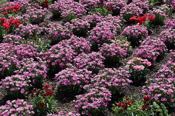 Obraz premium Flowerbed with beautiful lilac flowers.