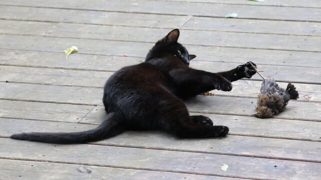 Cat playing with prey