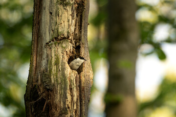 Fototapeta premium Collared flycatcher in feeding its chicks. Flycatcher during spring season. Small black and white bird is looking out of nest. 