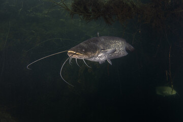 Wels catfish is near the bank. Wels during dive. European fish in fresh water. Huge fish with wide mouth and long barbel. 
