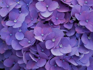 Beautiful close-up purple Hydrangea or Hortensia flowers (Hydrangea macrophylla) stock photo