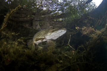 Northern pike is hiding near the bank. Pike during dive in the lake. European fish in fresh water. Long predatory fish in european fresh water. 
