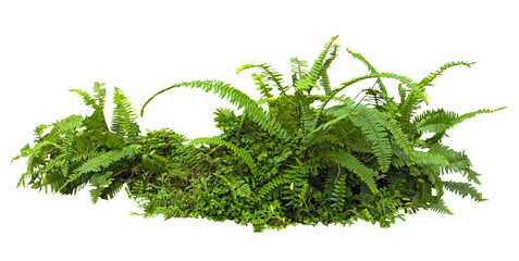 Tropical plant fern moss bush tree jungle stone rock isolated on white background with clipping path
