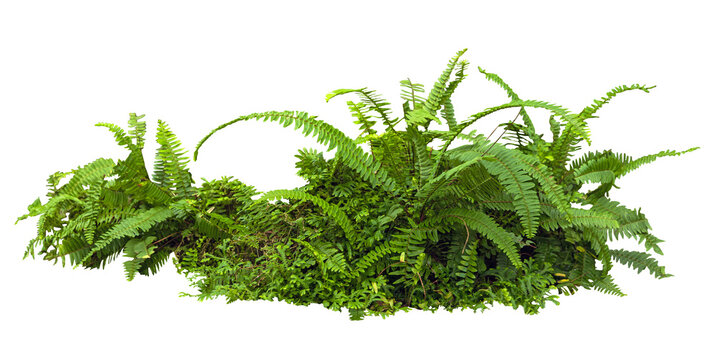 Fototapeta Tropical plant fern moss bush tree jungle stone rock isolated on white background with clipping path