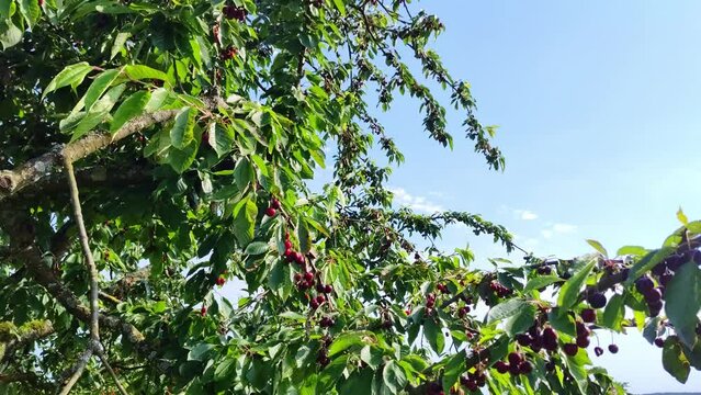 leckere reife rote Kirschen am Kirschbaum mit leicht im Wind wiegenden Bl&auml;ttern - Fr&uuml;chte, gesund, vitaminreich, Kirschernte, lecker, saftig, windig, Sommer, Garten, Nahaufnahme
