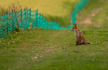 portrait d'un jeune renard sauvage assis dans un chemin regardant vers le champ