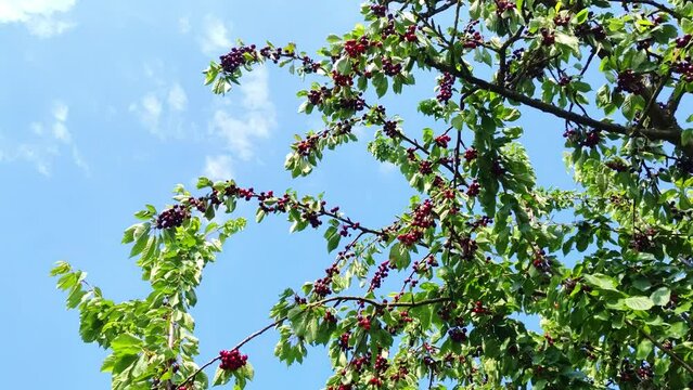 leckere reife rote Kirschen am Kirschbaum mit leicht im Wind wiegenden Bl&auml;ttern - Fr&uuml;chte, gesund, vitaminreich, Kirschernte, lecker, saftig, windig, Sommer, Garten, Nahaufnahme
