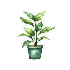 green houseplant in pot vector illustration in watercolor style