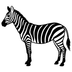 zebra isolated on white