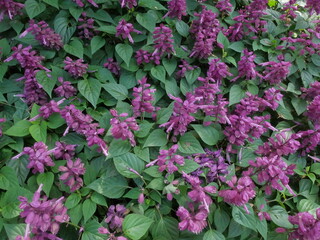 Beautiful purple flowers called Salvia divinorum flower shrub stock photo