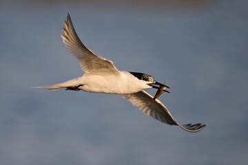 Sandwich tern (Thalasseus sandvicensis)