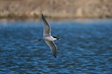 Sandwich tern (Thalasseus sandvicensis)