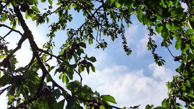 leckere reife rote Kirschen am Kirschbaum mit leicht im Wind wiegenden Bl&auml;ttern - Fr&uuml;chte, gesund, vitaminreich, Kirschernte, lecker, saftig, windig, Sommer, Garten, Nahaufnahme
