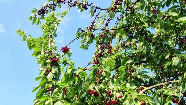 leckere reife rote Kirschen am Kirschbaum mit leicht im Wind wiegenden Bl&auml;ttern - Fr&uuml;chte, gesund, vitaminreich, Kirschernte, lecker, saftig, windig, Sommer, Garten, Nahaufnahme
