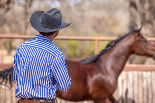 Cowboy horse trainer bay horse in round pen and using a rope and saddle