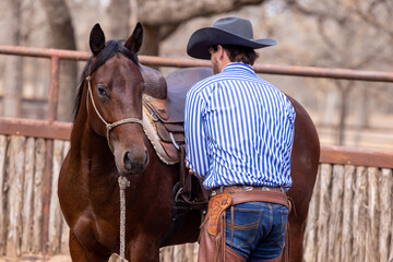 Cowboy horse trainer bay horse in round pen and using a rope and saddle