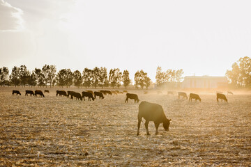 Campo de vacas agricultura