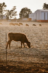 Campo de vacas agricultura