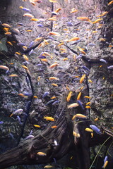 Mar, Playa, acuario, curacao, acuarios