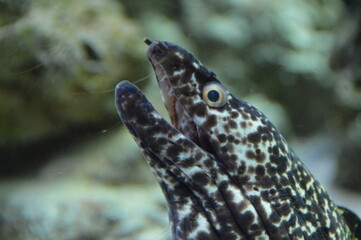 Mar, Playa, acuario, curacao, acuarios