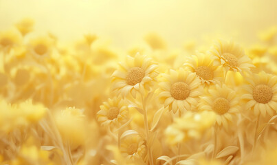 Yellow sunflower background, blurred background, soft yellow color