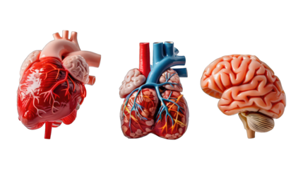 Three models of the human body, one of which is a brain, isolated on transparent background, PNG format.
