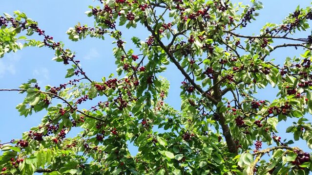 leckere reife rote Kirschen am Kirschbaum mit leicht im Wind wiegenden Bl&auml;ttern - Fr&uuml;chte, gesund, vitaminreich, Kirschernte, lecker, saftig, windig, Sommer, Garten, Nahaufnahme

