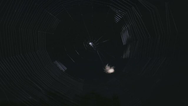 Spider weaving a web and catching prey at night, lit by a light with dark black sky behind. Shot in time-lapse over about one hour. Arachnid orb weaver garden spider spinning silk in a pattern.