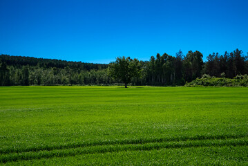 on a cloudy day in a field, green grass, a lonely tree and the tracks of a moving tractor