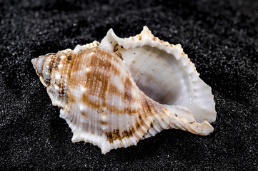 Bursa Spinosa Seashell on a black sand background