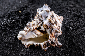 Vasum turbinellus Seashell on a black sand background