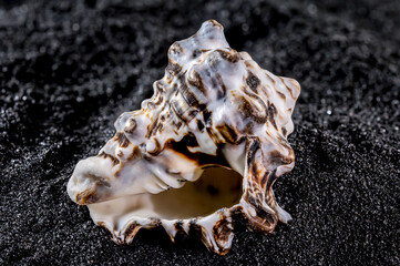 Vasum turbinellus Seashell on a black sand background