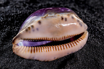 Cypraea caputserpentis Seashell on a black sand background