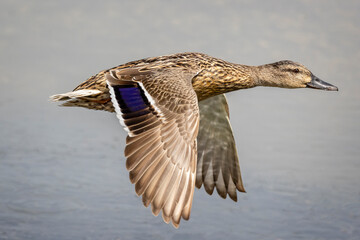 Close up of a female Mallard in flight