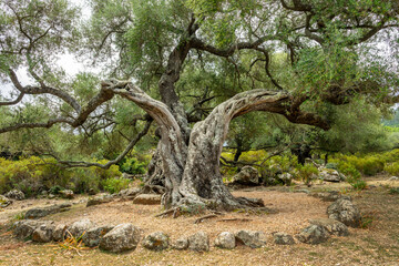 Very old ancient Olive tree in Golgo plateau near Baunei in Ogliastra, Sardinia island, Italy