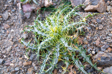 Picnomon (in german Akarna Kratzdistel) Picnomon acarna