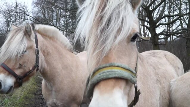 Video two fjord horses standing closely together in a field, their manes blowing in the wind, creating a bond and connection in a serene rural setting. Denmark Albertslund 