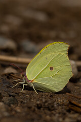 close up of a butterfly