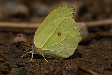 butterfly on leaf