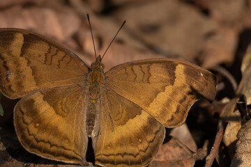 butterfly on the ground
