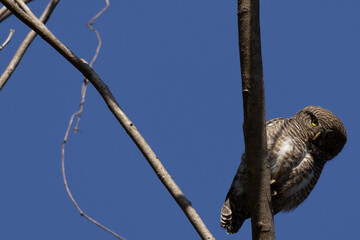 hawk on a branch